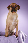 Puggle