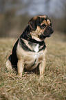 sitzender Puggle