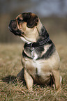 sitzender Puggle