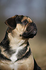 Puggle Portrait