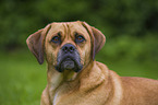 Puggle Portrait