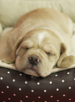 Puggle Welpe