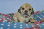 Puggle Welpe