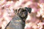 Puggle Hndin