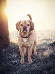 stehender Puggle