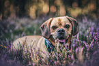 liegender Puggle