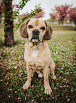 sitzender Puggle