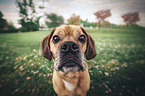 Puggle Portrait