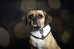 Puggle Portrait