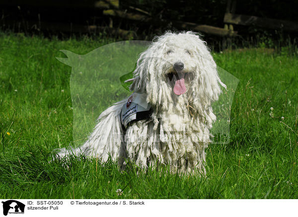 sitzender Puli / sitting Puli / SST-05050