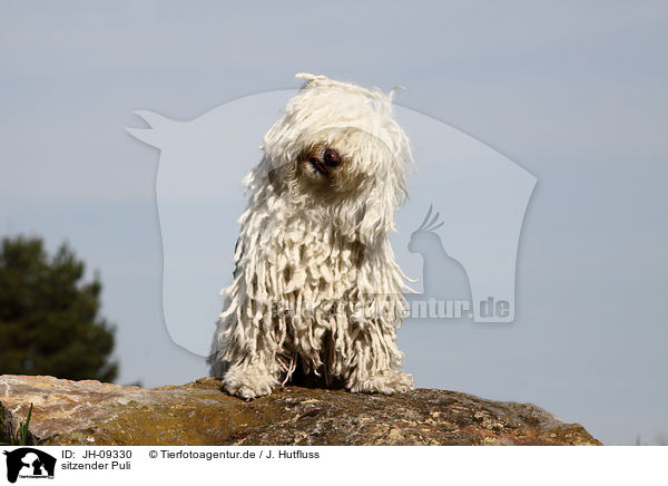 sitzender Puli / JH-09330