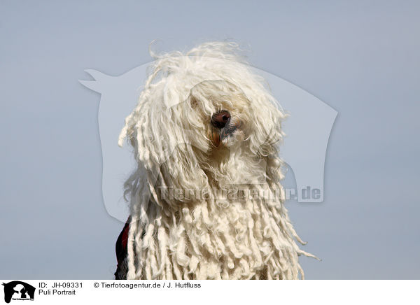 Puli Portrait / JH-09331
