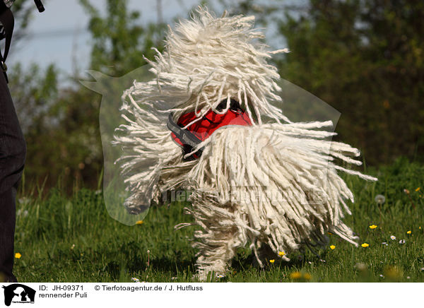 rennender Puli / running Puli / JH-09371