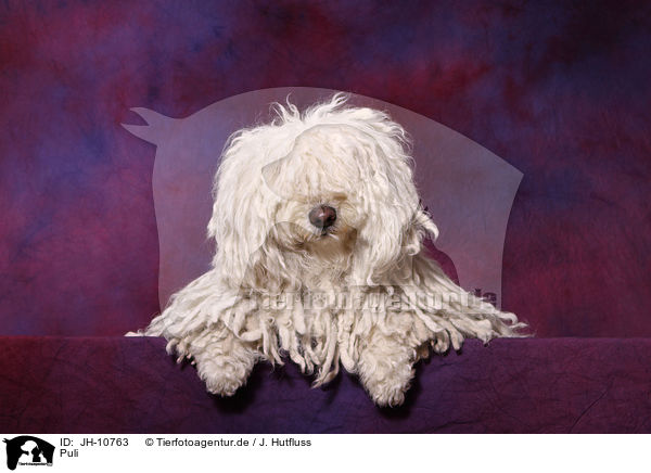 Puli / Puli / JH-10763