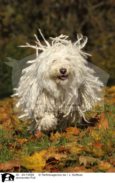 rennender Puli / running Puli / JH-13566