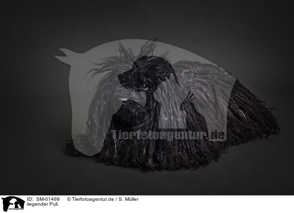 liegender Puli / lying Puli / SM-01499