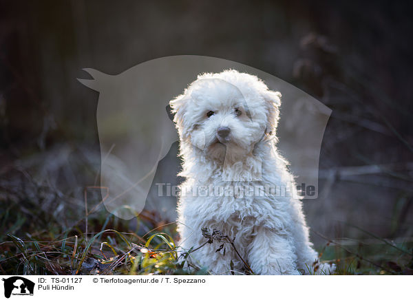 Puli H�ndin / female Puli / TS-01127