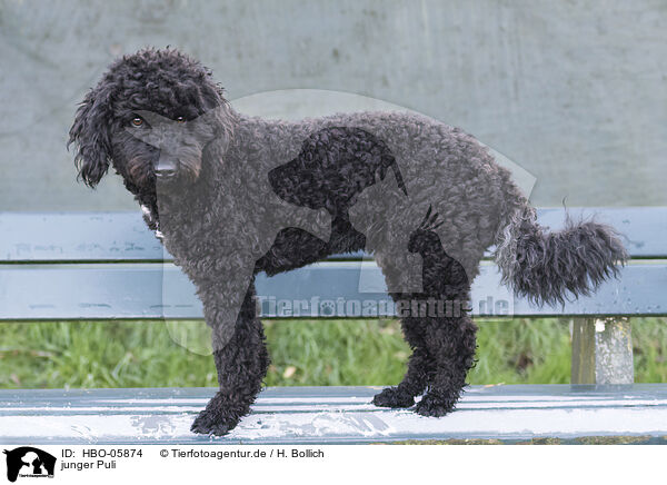 junger Puli / young Puli / HBO-05874
