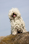 sitzender Puli