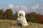 sitzender Puli