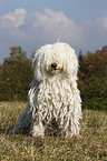 sitzender Puli