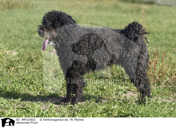 stehender Pumi / standing Pumi / RR-02932