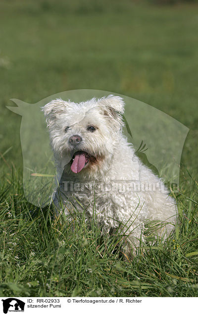 sitzender Pumi / RR-02933