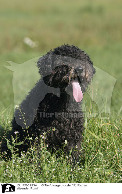 sitzender Pumi / sitting Pumi / RR-02934