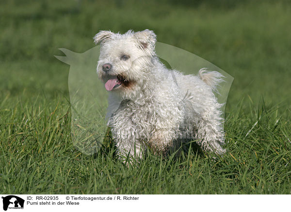 Pumi steht in der Wiese / dog in the meadow / RR-02935