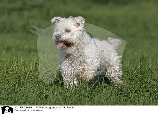 Pumi steht in der Wiese / RR-02935