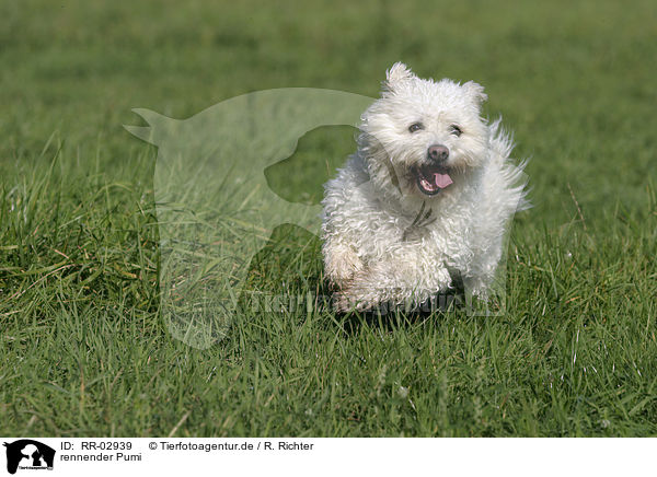 rennender Pumi / running dog / RR-02939