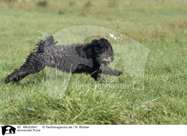 rennender Pumi / running dog / RR-02941