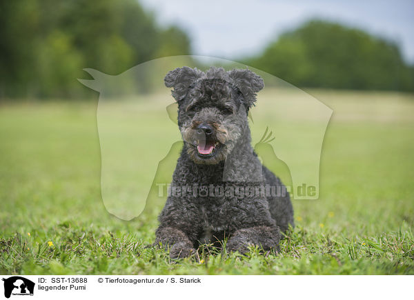 liegender Pumi / SST-13688