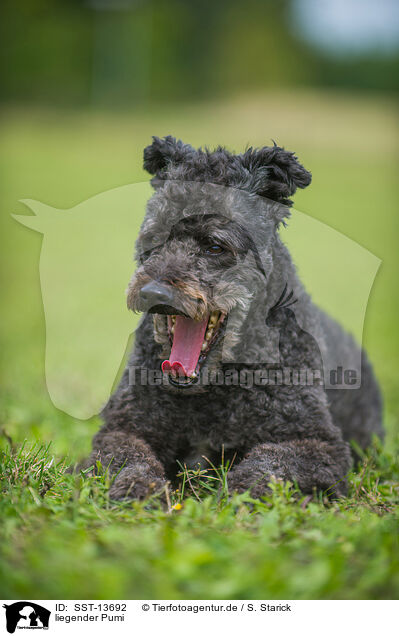 liegender Pumi / SST-13692