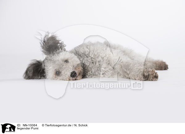 liegender Pumi / NN-10064