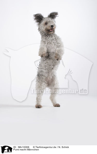 Pumi macht Mnnchen / NN-10068