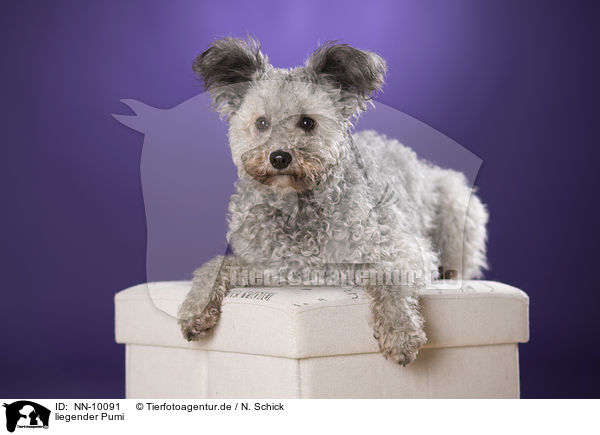 liegender Pumi / lying Pumi / NN-10091