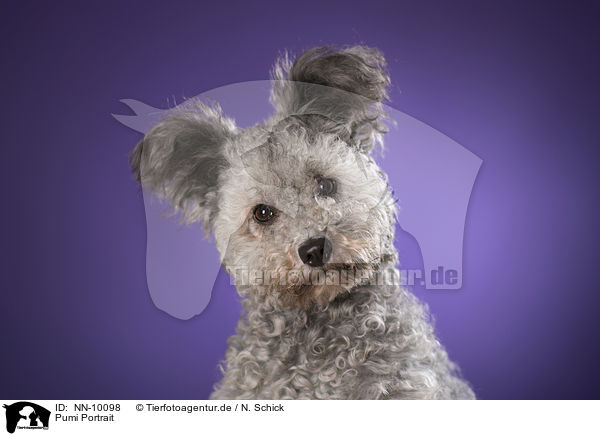 Pumi Portrait / NN-10098