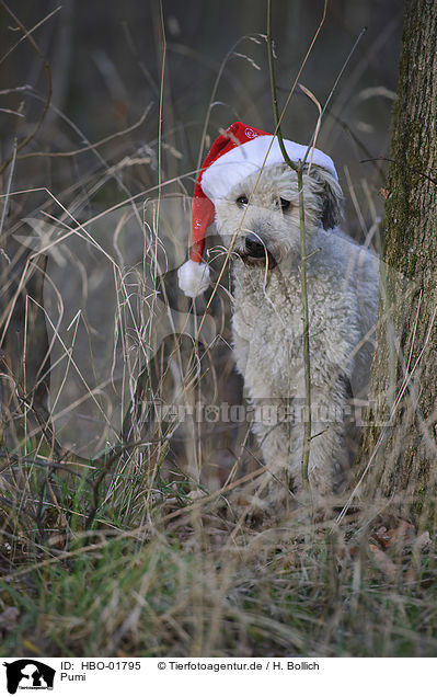 Pumi / Pumi / HBO-01795