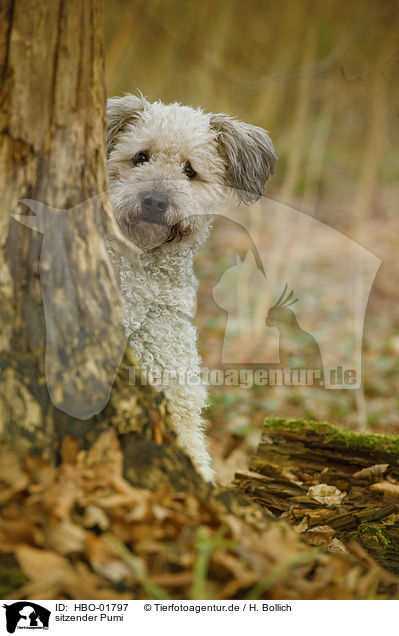sitzender Pumi / sitting Pumi / HBO-01797