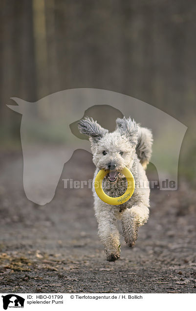 spielender Pumi / playing Pumi / HBO-01799