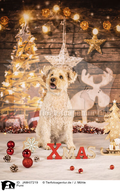 Pumi / Pumi / JAM-07219