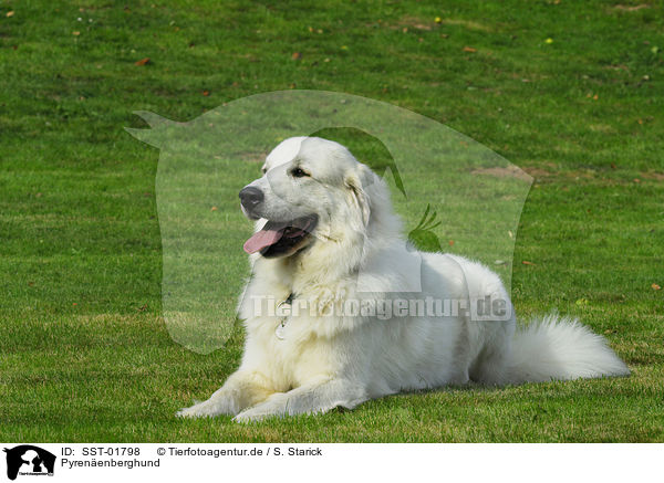 Pyrenenberghund / SST-01798