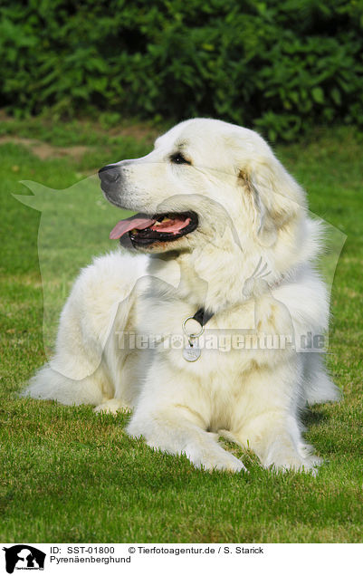 Pyrenenberghund / Pyrenean mountain dog / SST-01800