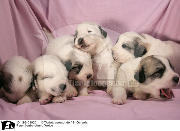 Pyrenenberghund Welpe / standing Pyrenean mountain dog puppy / SG-01020
