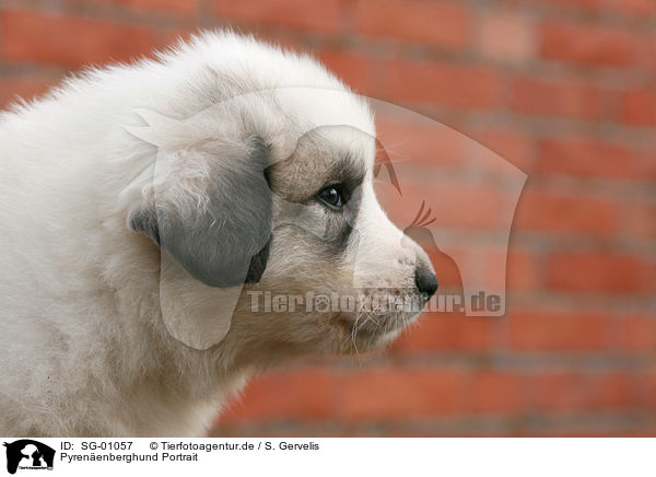 Pyrenenberghund Portrait / SG-01057