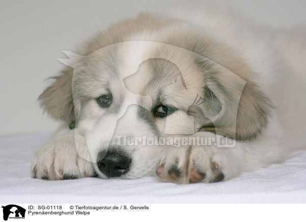 Pyrenenberghund Welpe / SG-01118