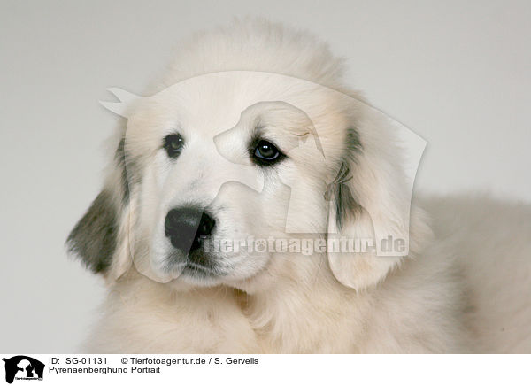 Pyrenenberghund Portrait / SG-01131