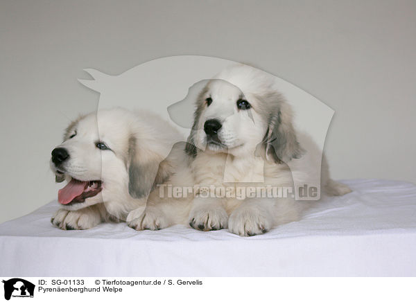 Pyrenenberghund Welpe / standing Pyrenean mountain dog puppy / SG-01133