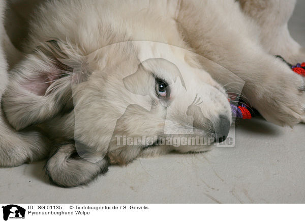 Pyrenenberghund Welpe / standing Pyrenean mountain dog puppy / SG-01135